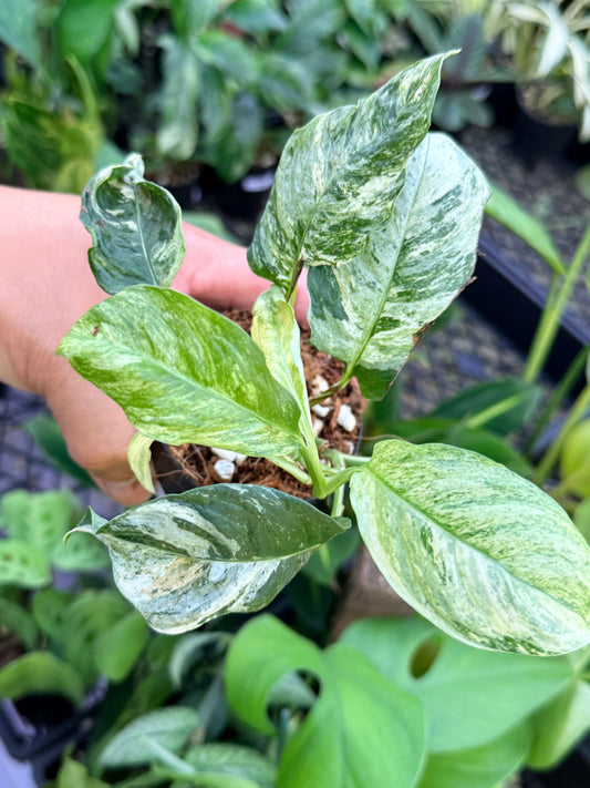 Rhaphidophora 'Puberula Variegated' M48
