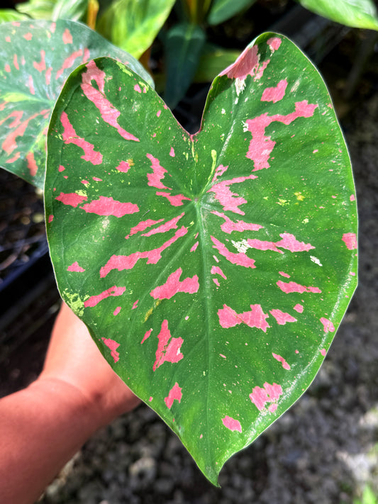 Caladium Hybrid S66