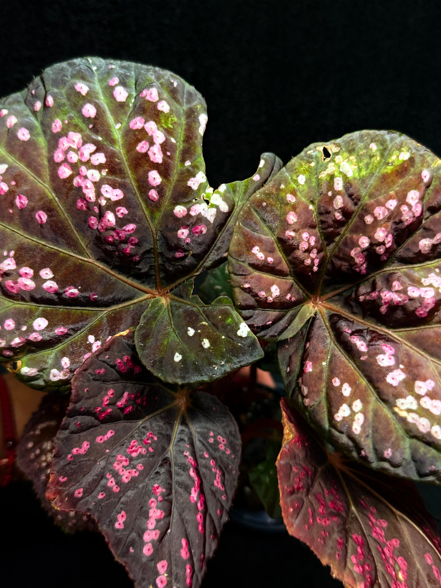 Begonia Cherry Blossom G43