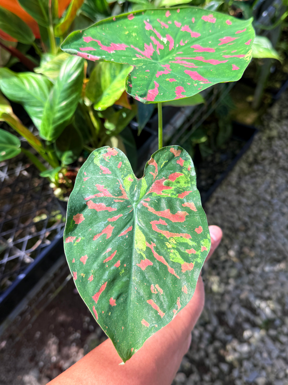 Caladium Hybrid S66