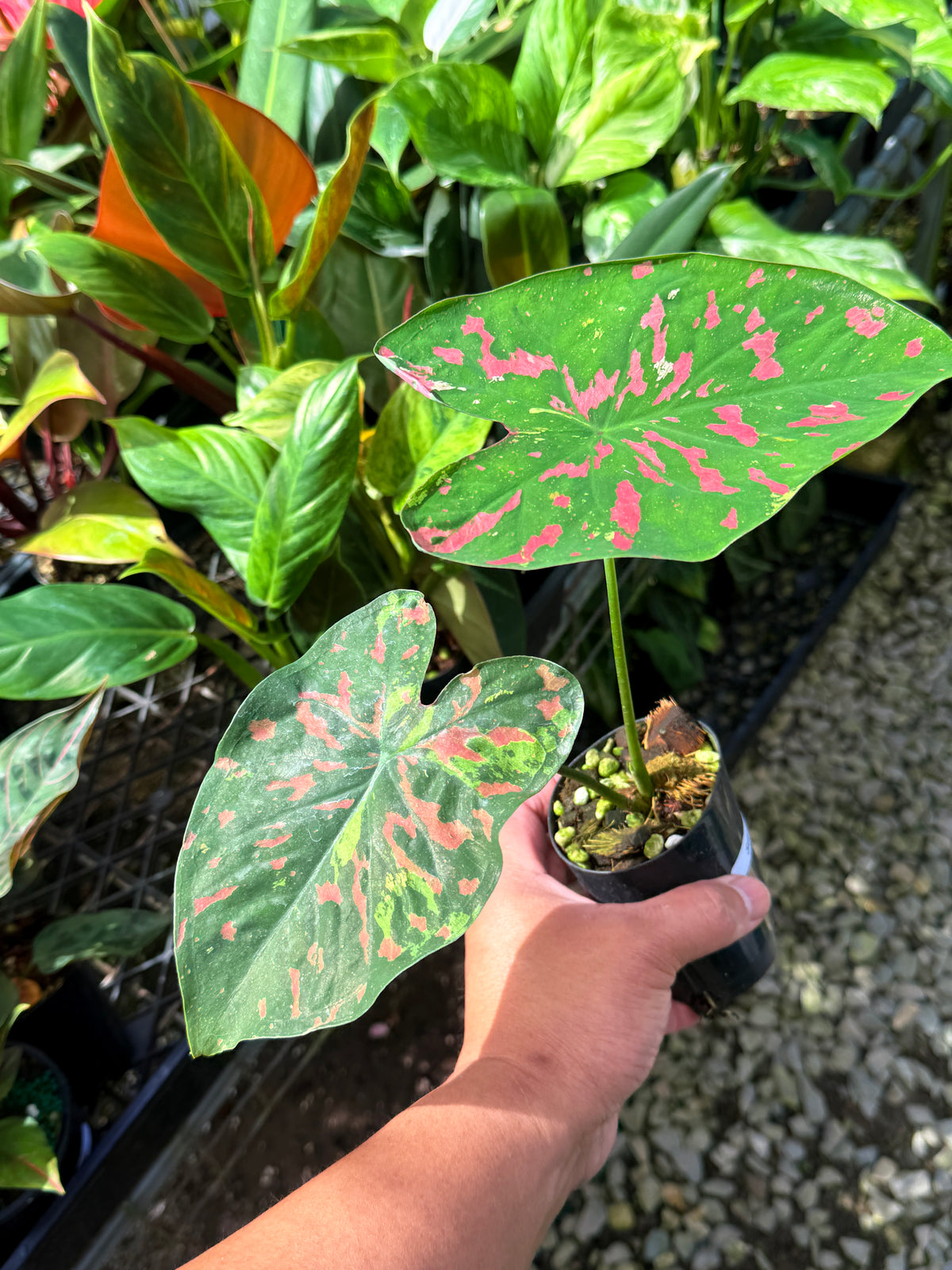 Caladium Hybrid S66