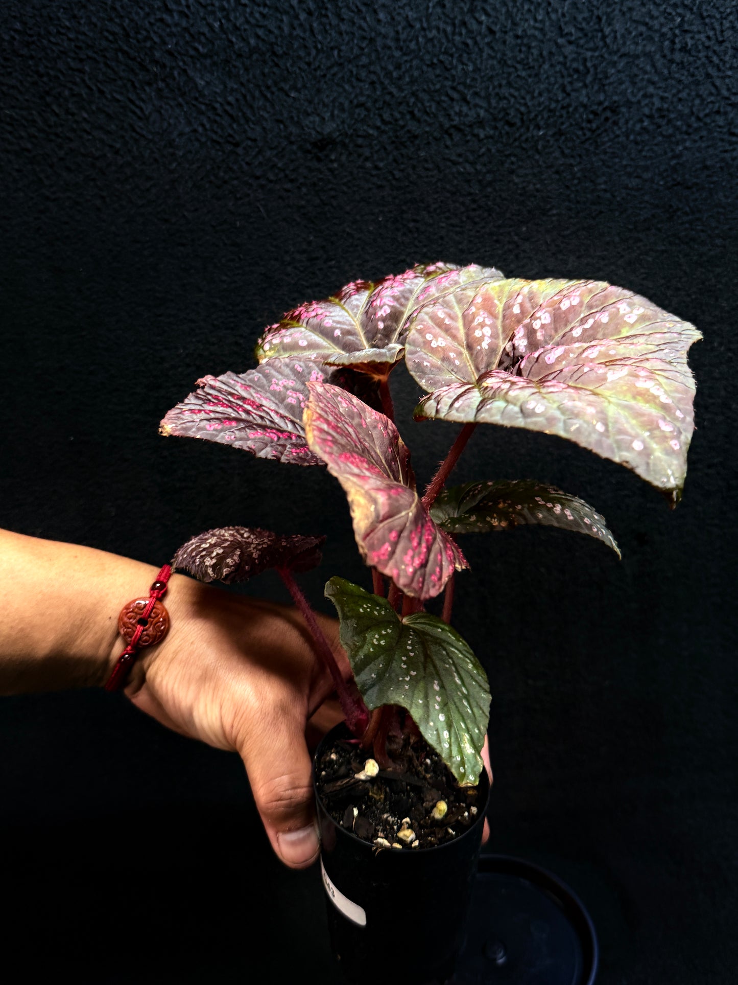 Begonia Cherry Blossom G43