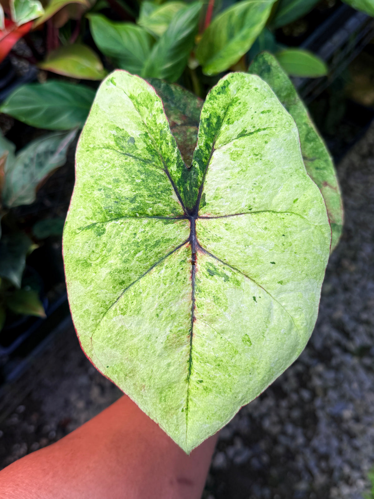 Caladium Hybrid S65