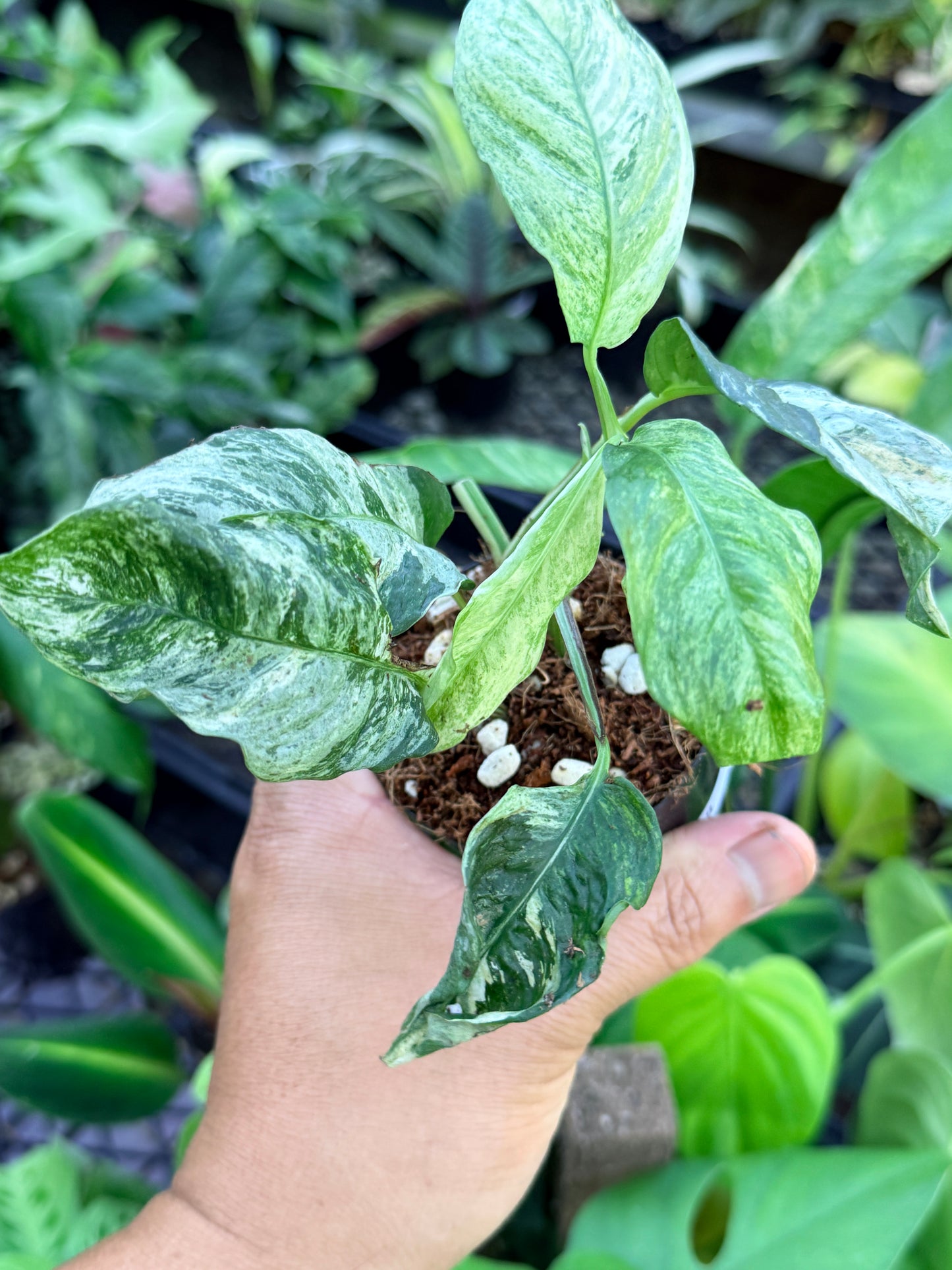 Rhaphidophora 'Puberula Variegated' M48
