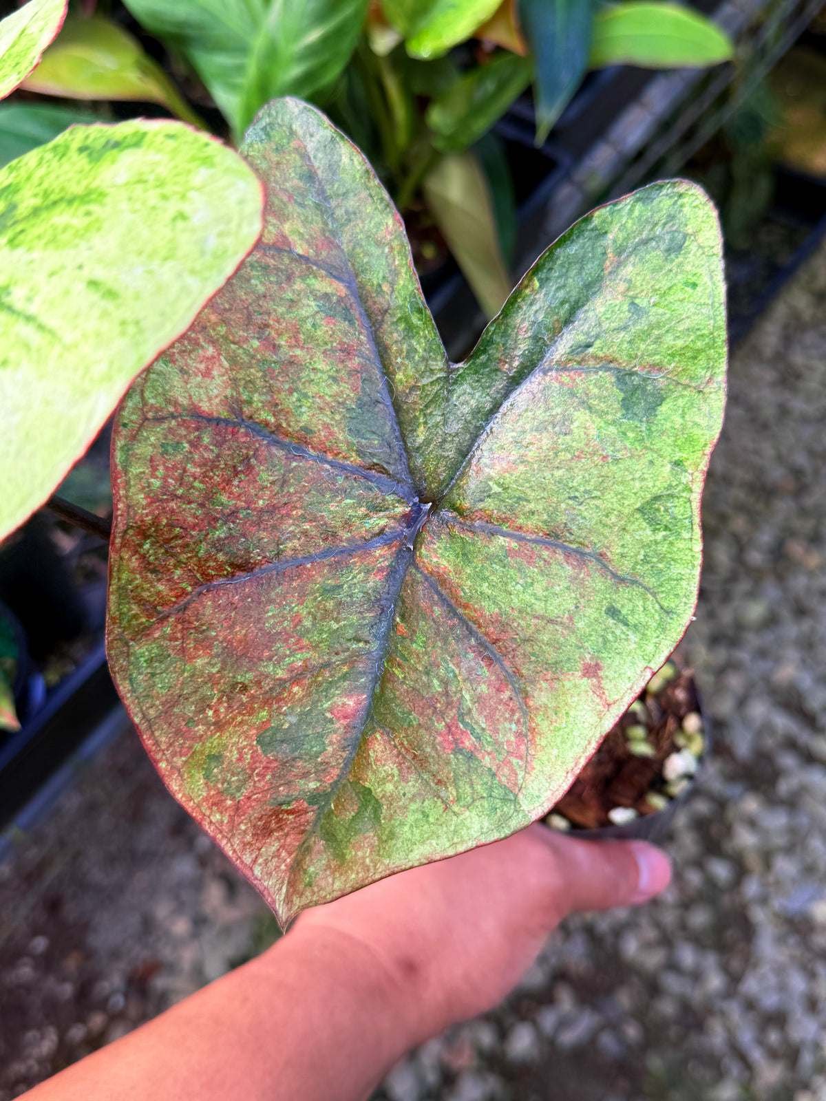 Caladium Hybrid S65