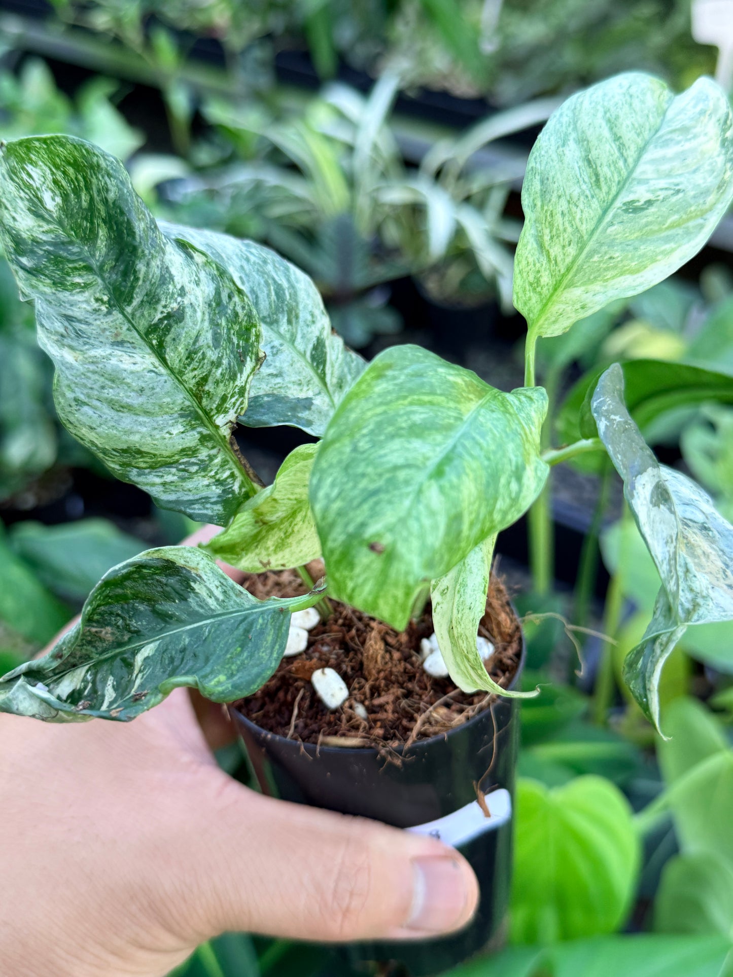 Rhaphidophora 'Puberula Variegated' M48