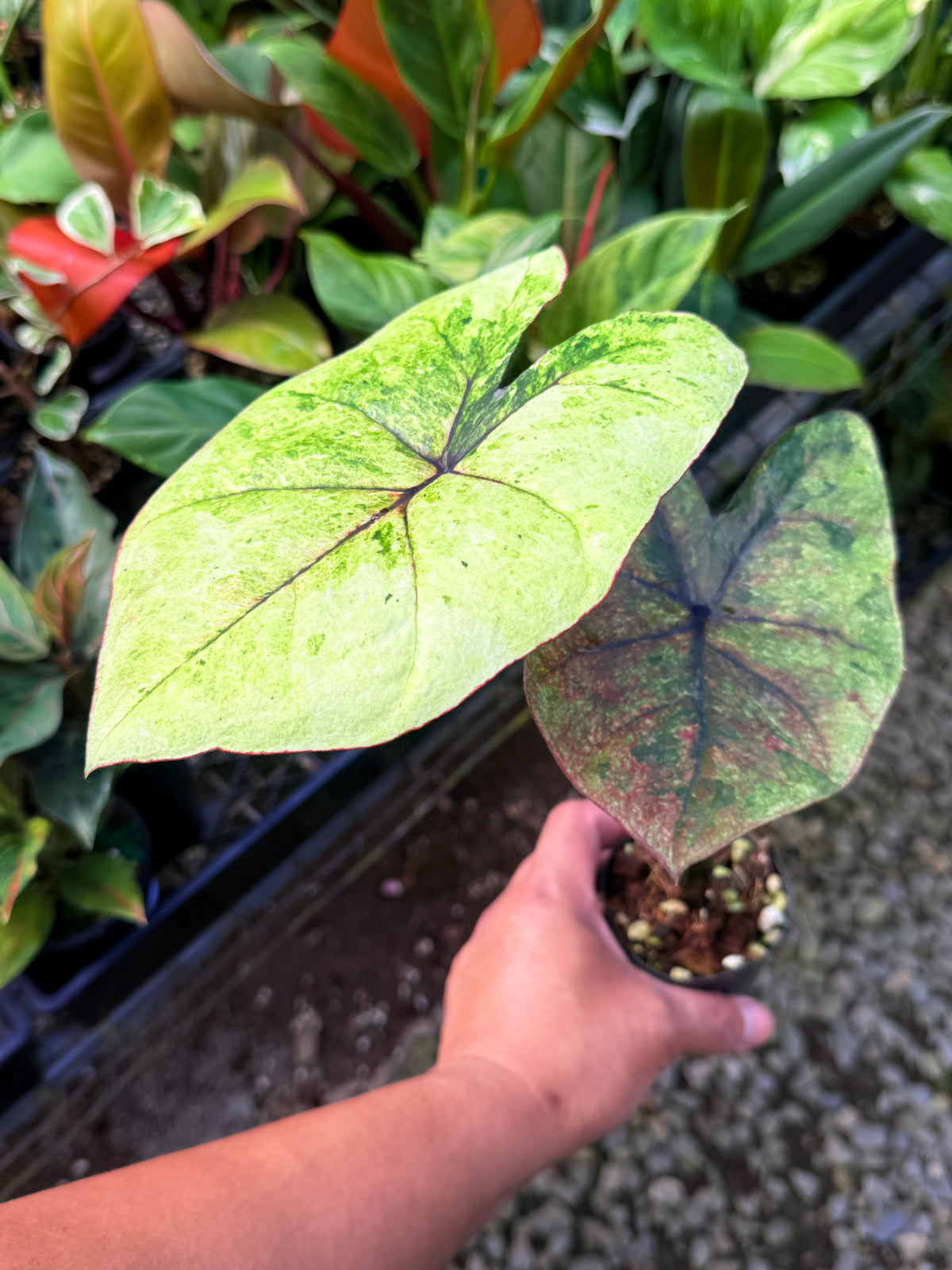 Caladium Hybrid S65