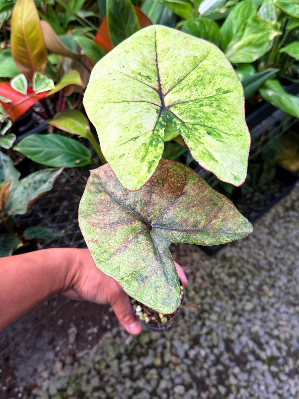 Caladium Hybrid S65