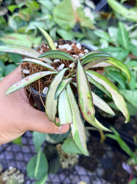 Hoya Wayetii Variegata M47