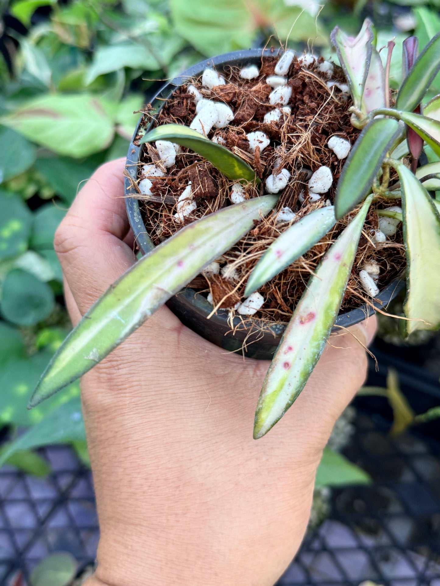 Hoya Wayetii Variegata M47
