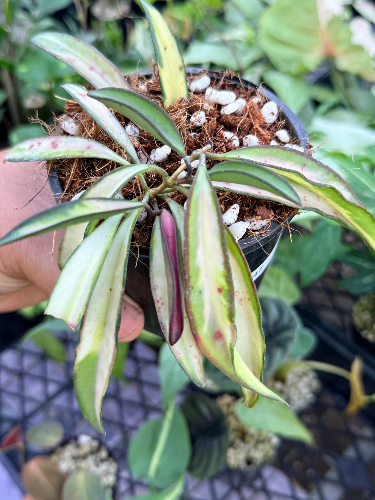 Hoya Wayetii Variegata M47
