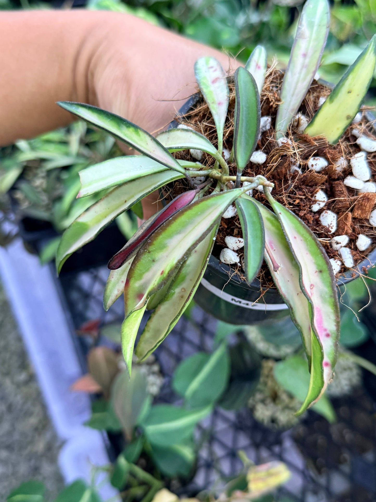Hoya Wayetii Variegata M47