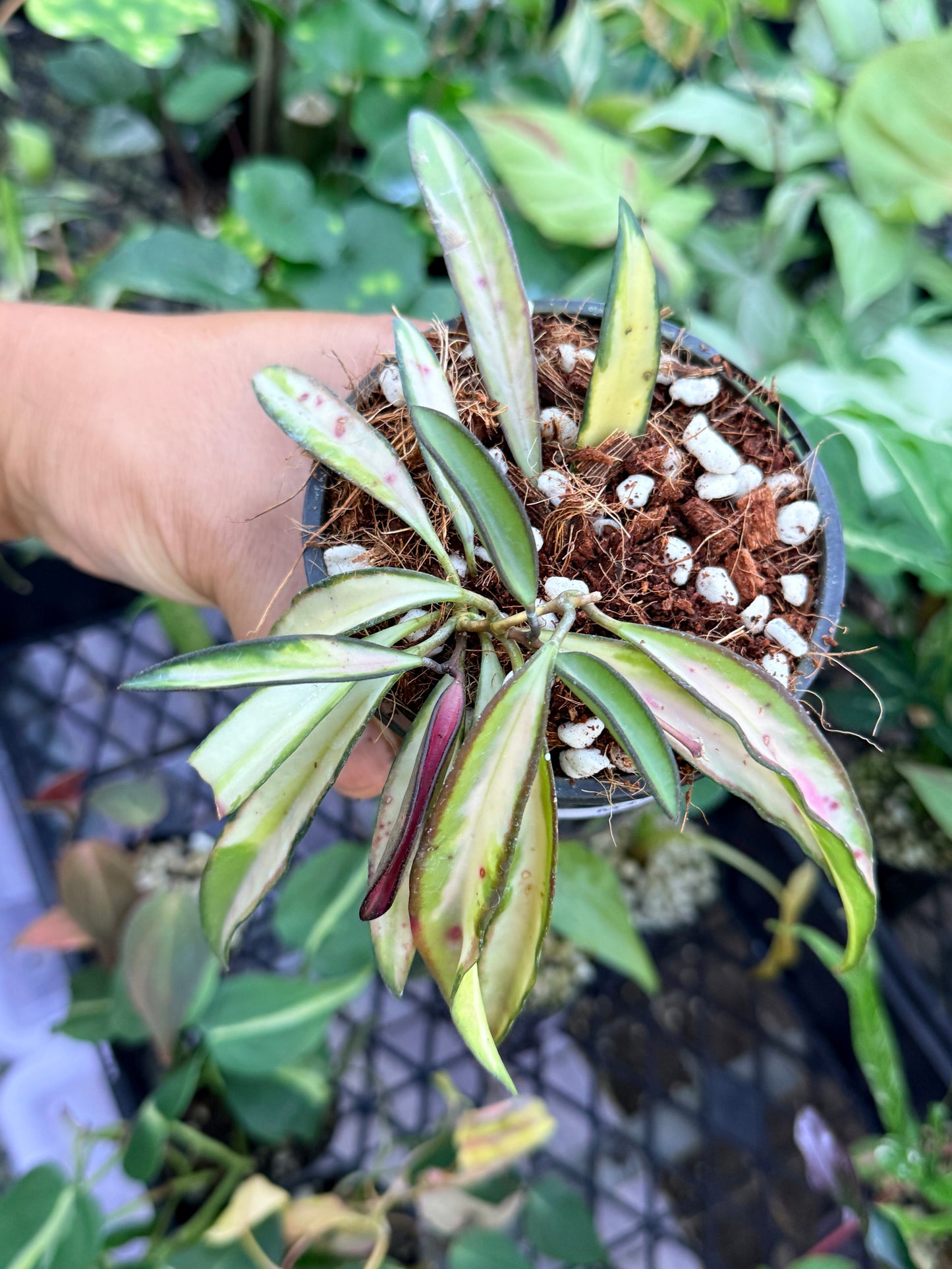 Hoya Wayetii Variegata M47