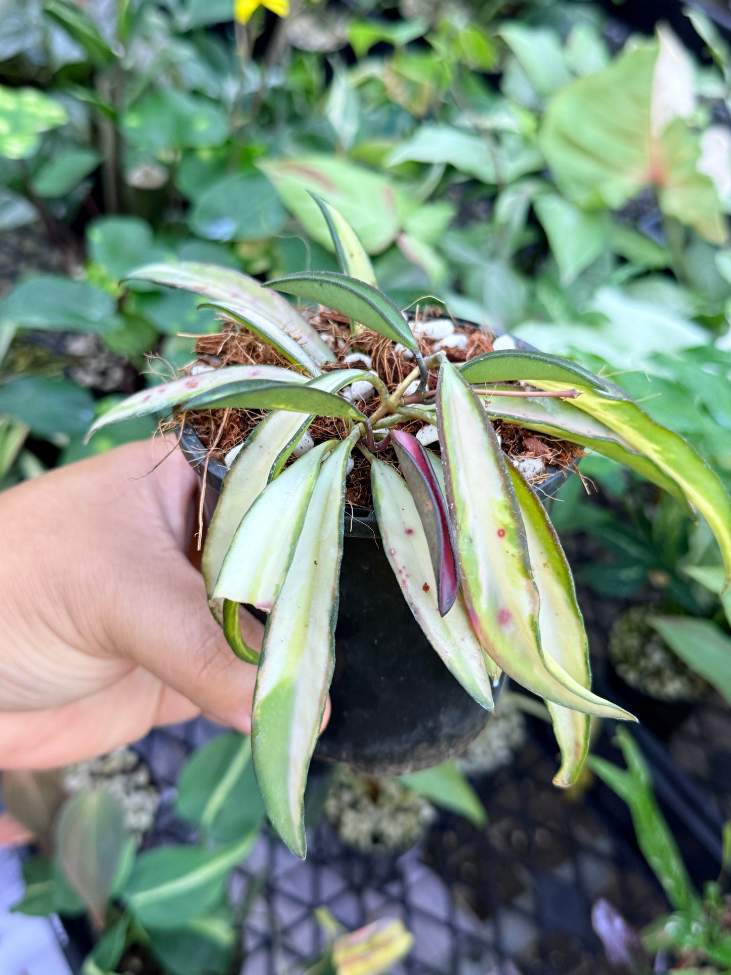 Hoya Wayetii Variegata M47