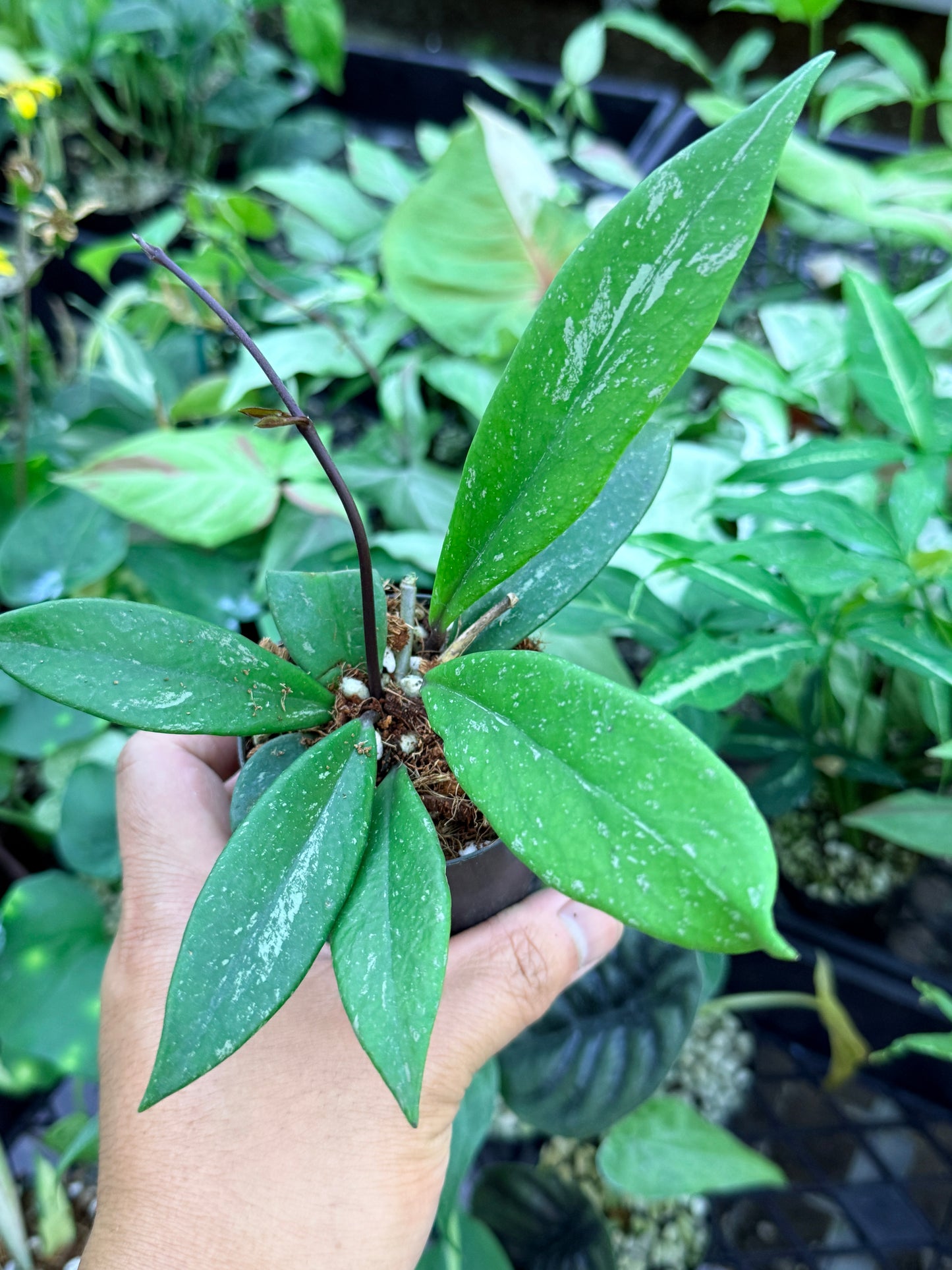 Hoya Publica x Splash 'Black Dragon' M44