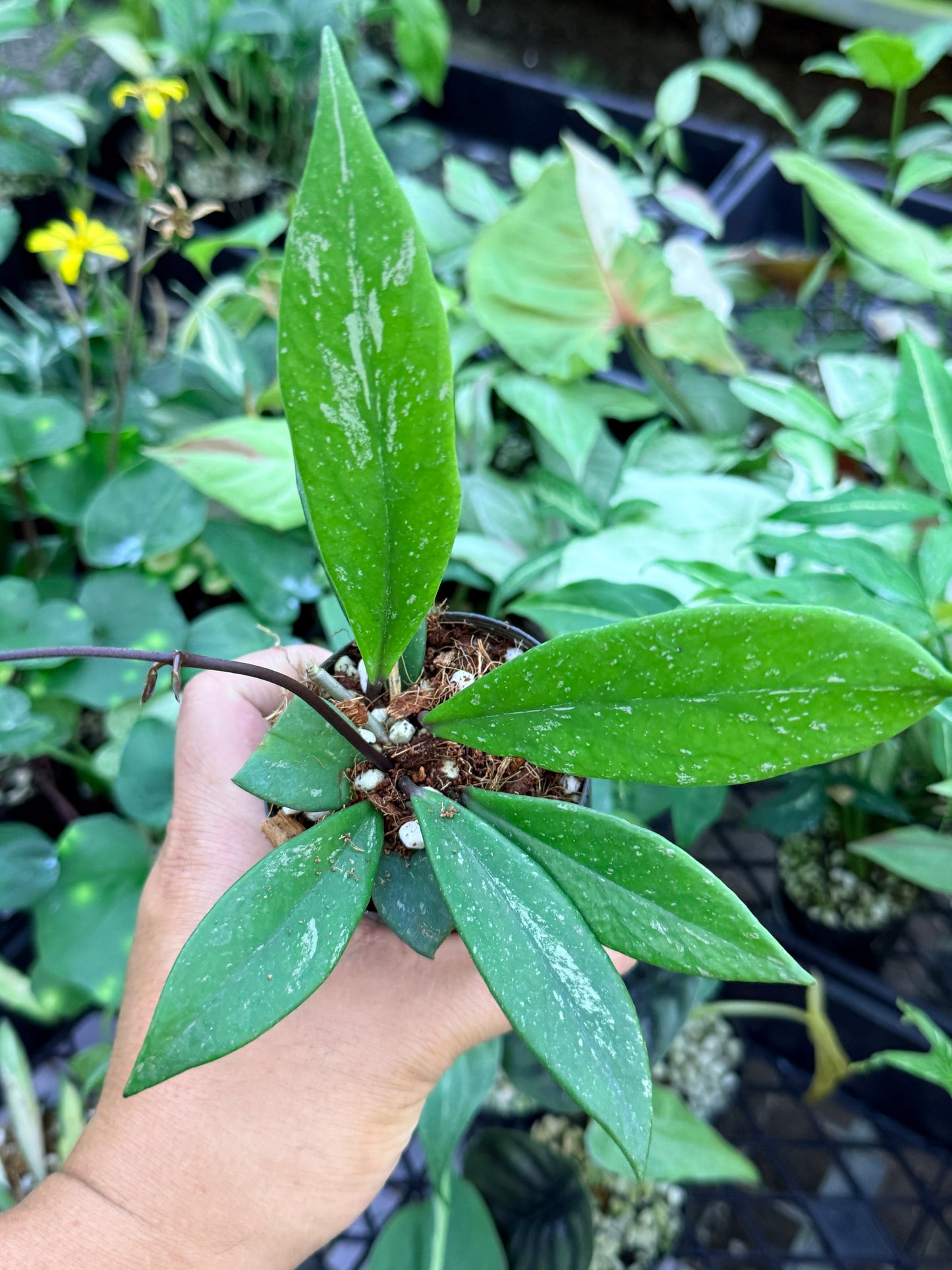 Hoya Publica x Splash 'Black Dragon' M44