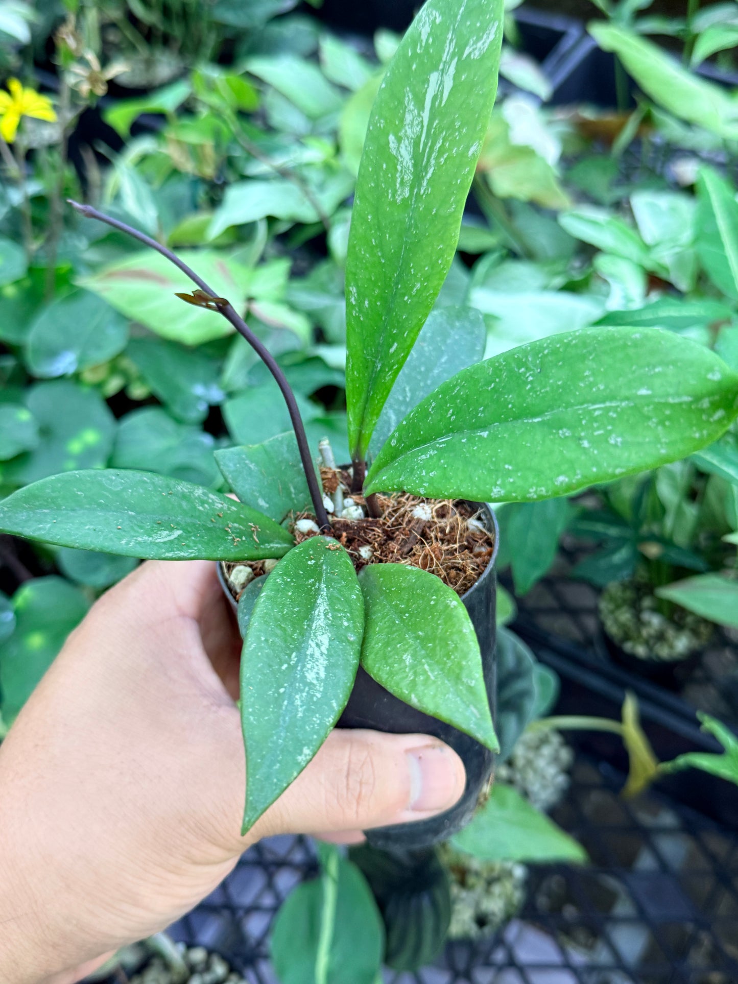 Hoya Publica x Splash 'Black Dragon' M44
