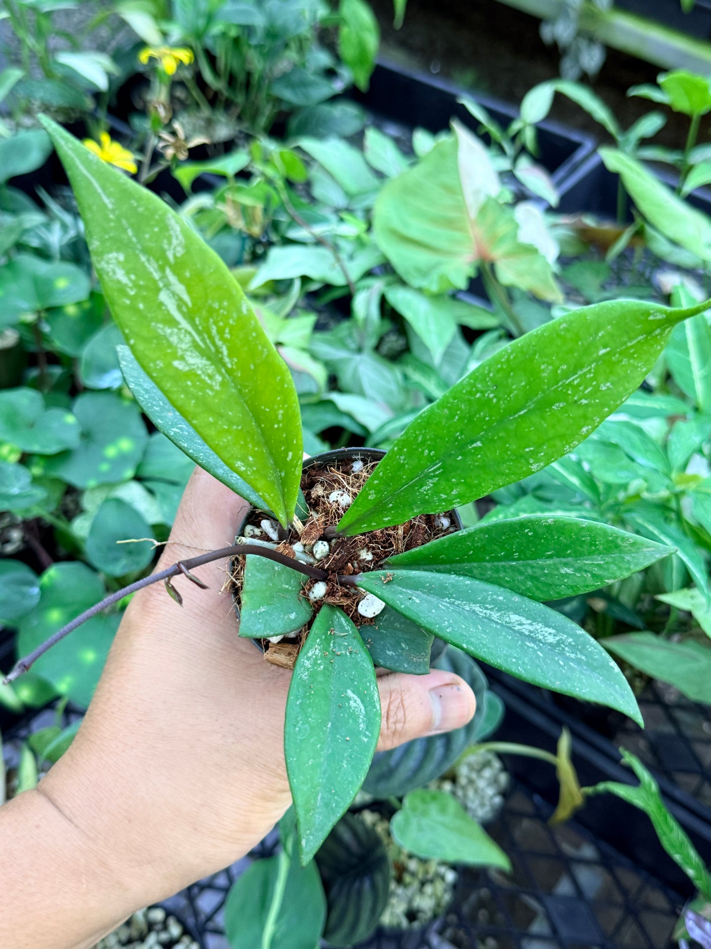 Hoya Publica x Splash 'Black Dragon' M44