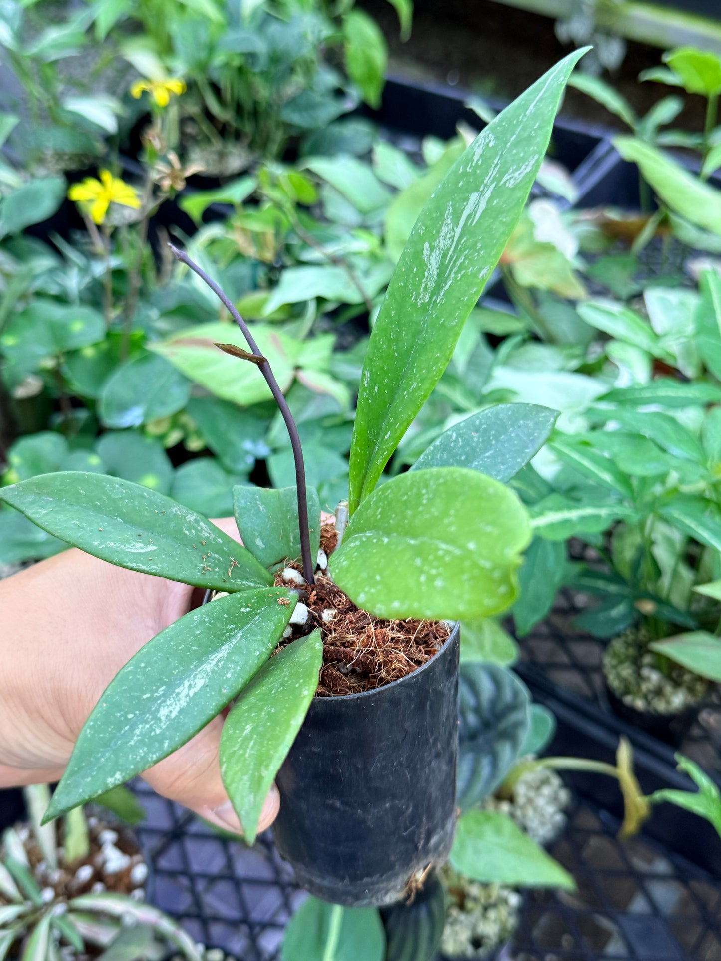 Hoya Publica x Splash 'Black Dragon' M44