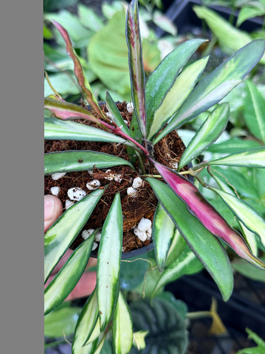 Hoya Wayetii Variegata M13