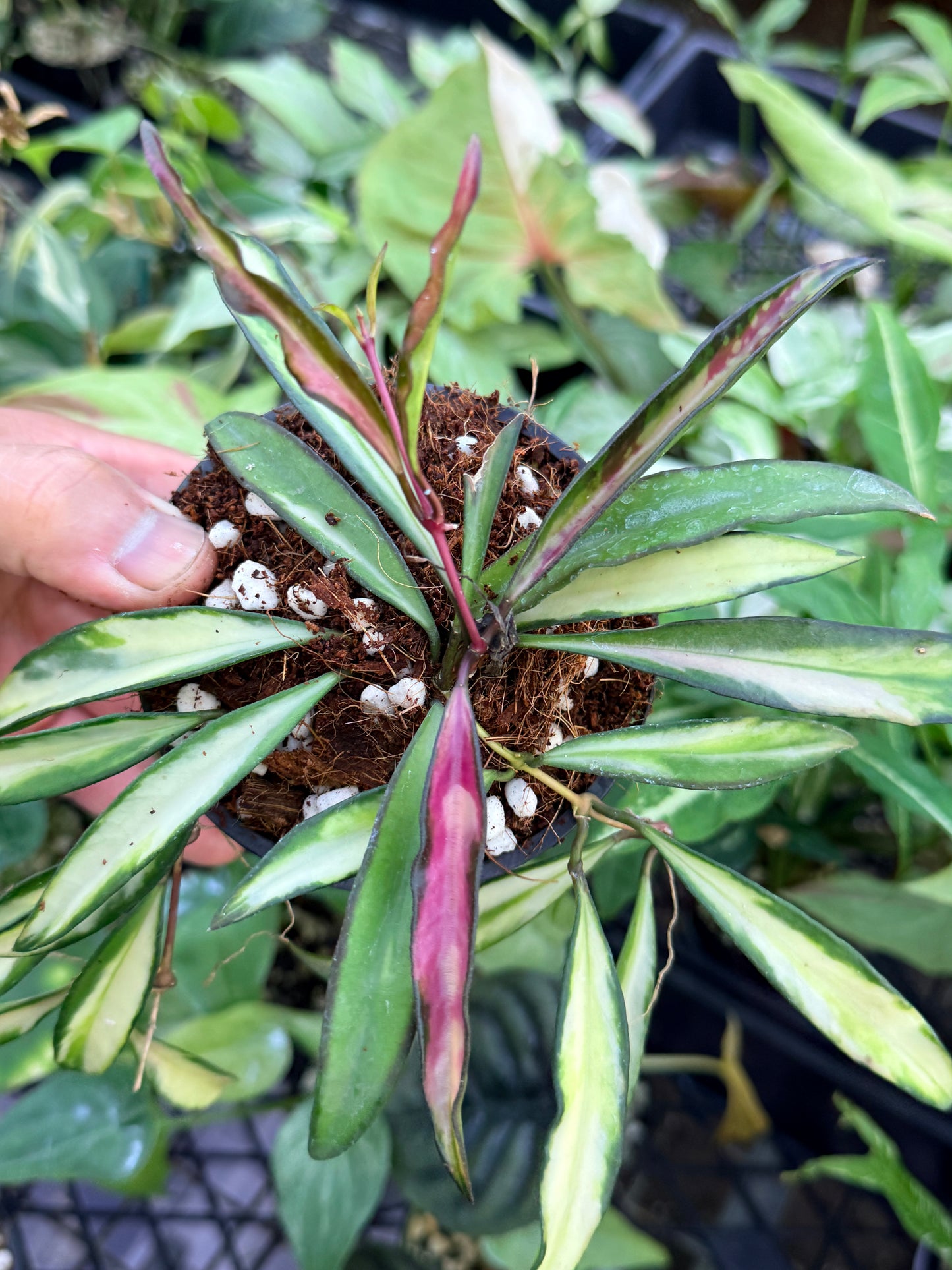 Hoya Wayetii Variegata M13
