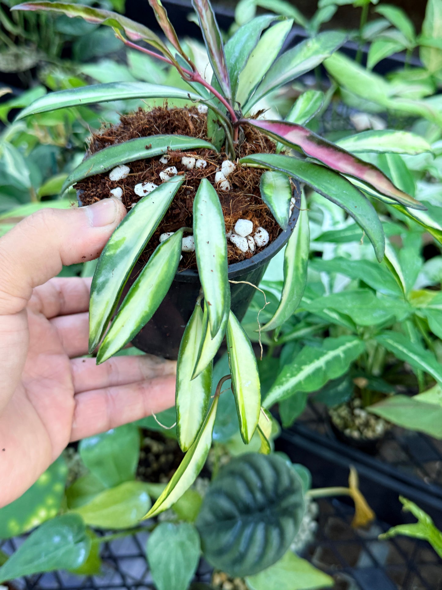Hoya Wayetii Variegata M13