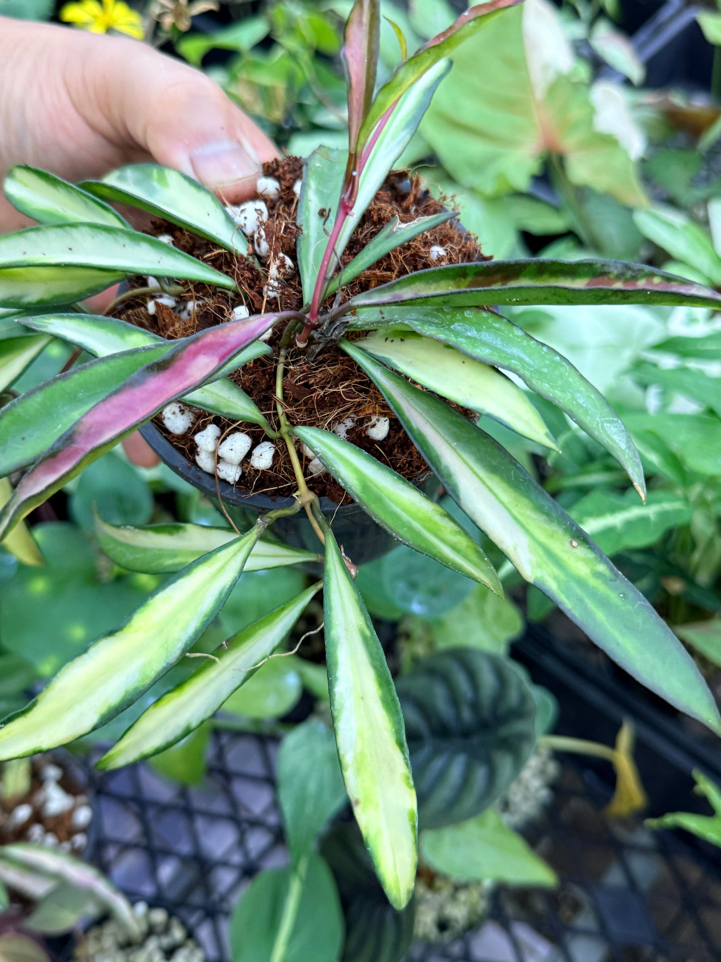 Hoya Wayetii Variegata M13