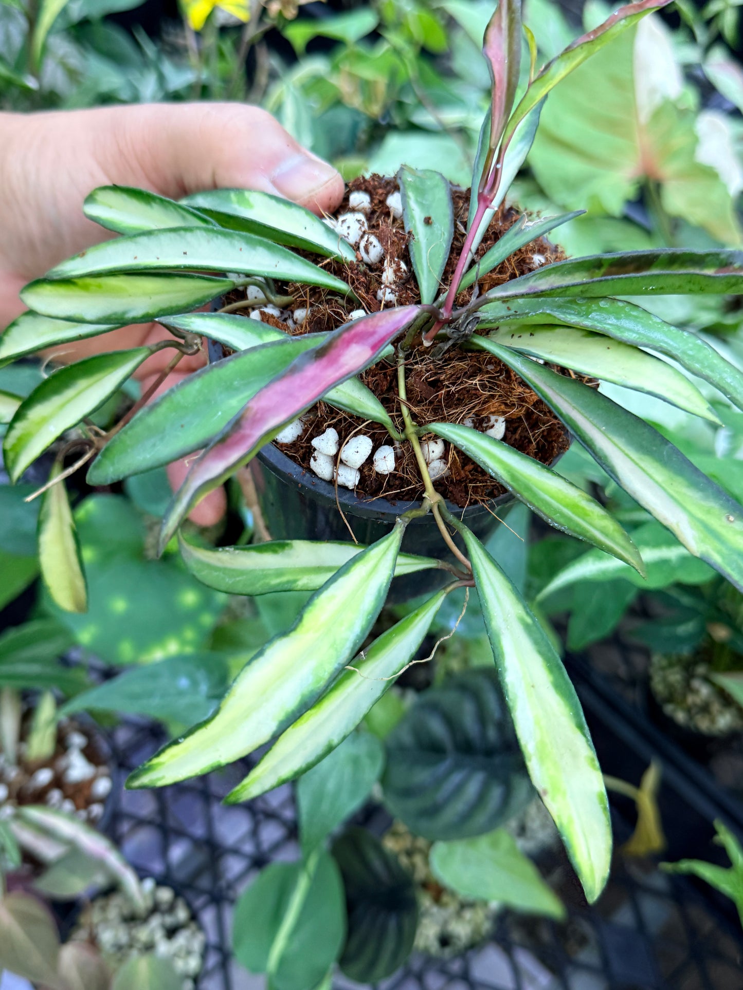 Hoya Wayetii Variegata M13