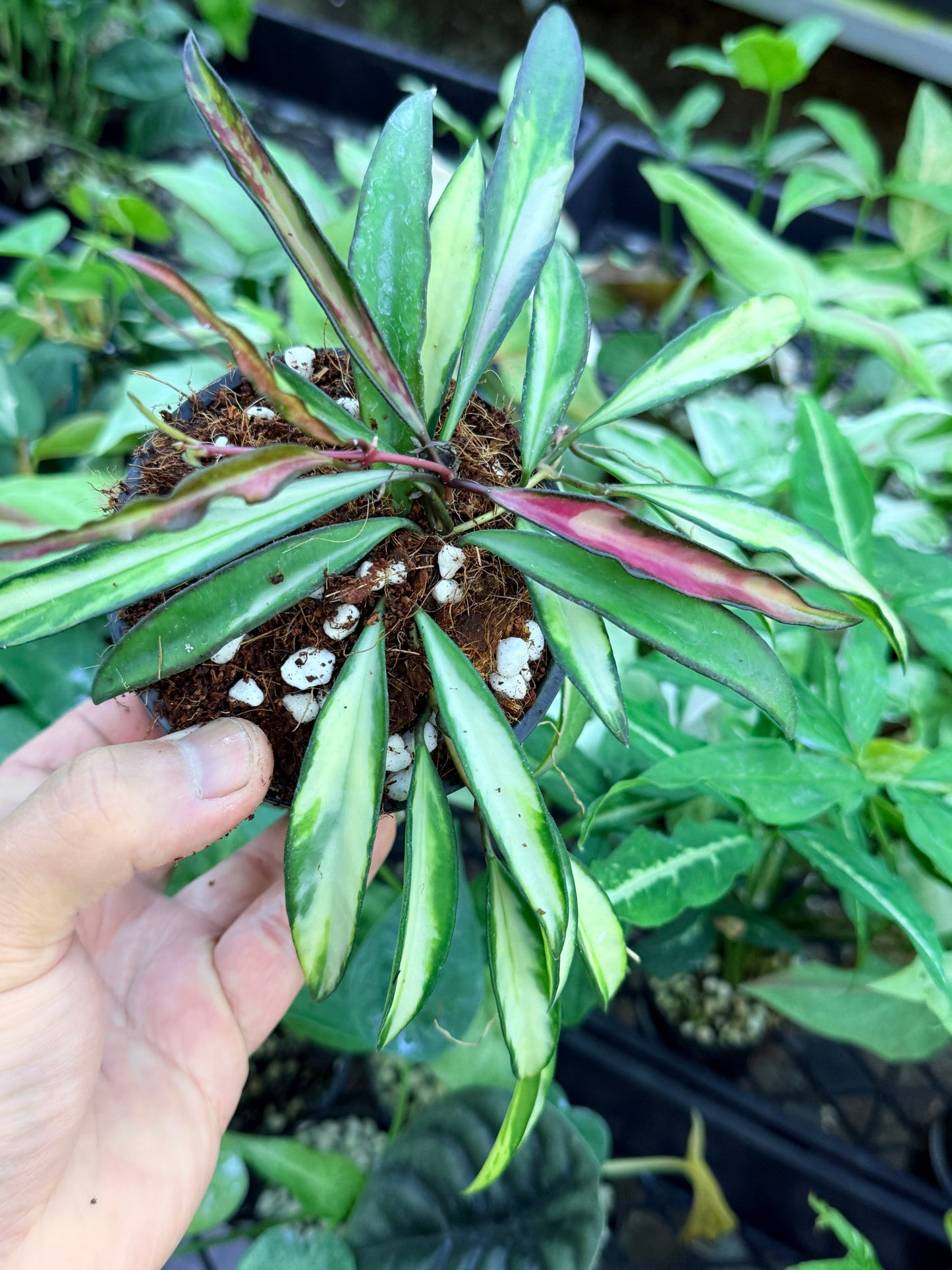 Hoya Wayetii Variegata M13