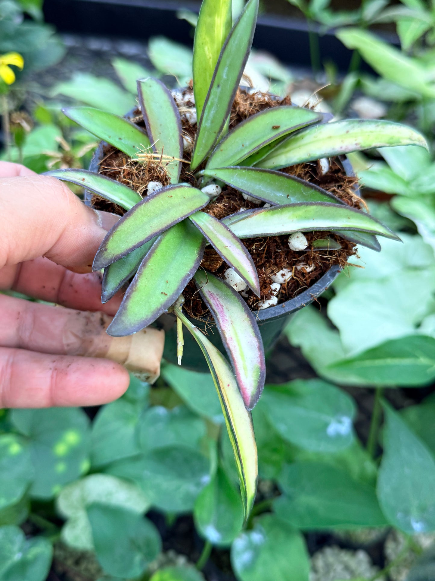 Hoya Wayetii Variegata M58