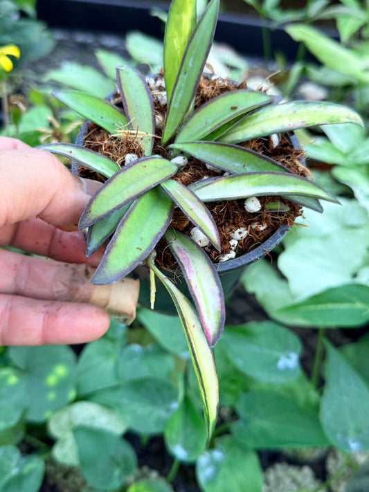 Hoya Wayetii Variegata M58