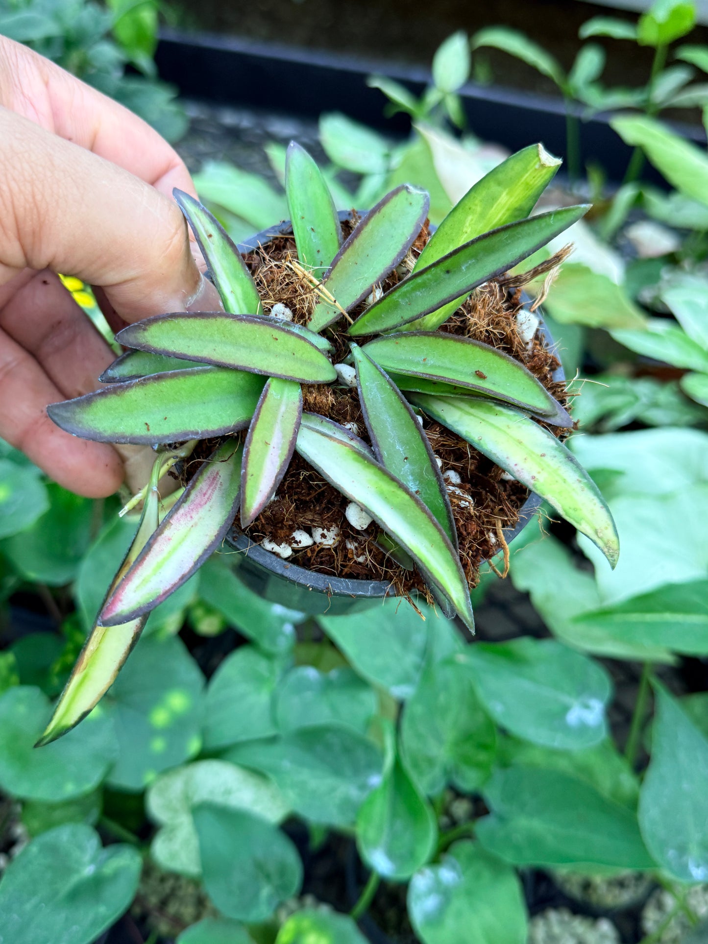 Hoya Wayetii Variegata M58