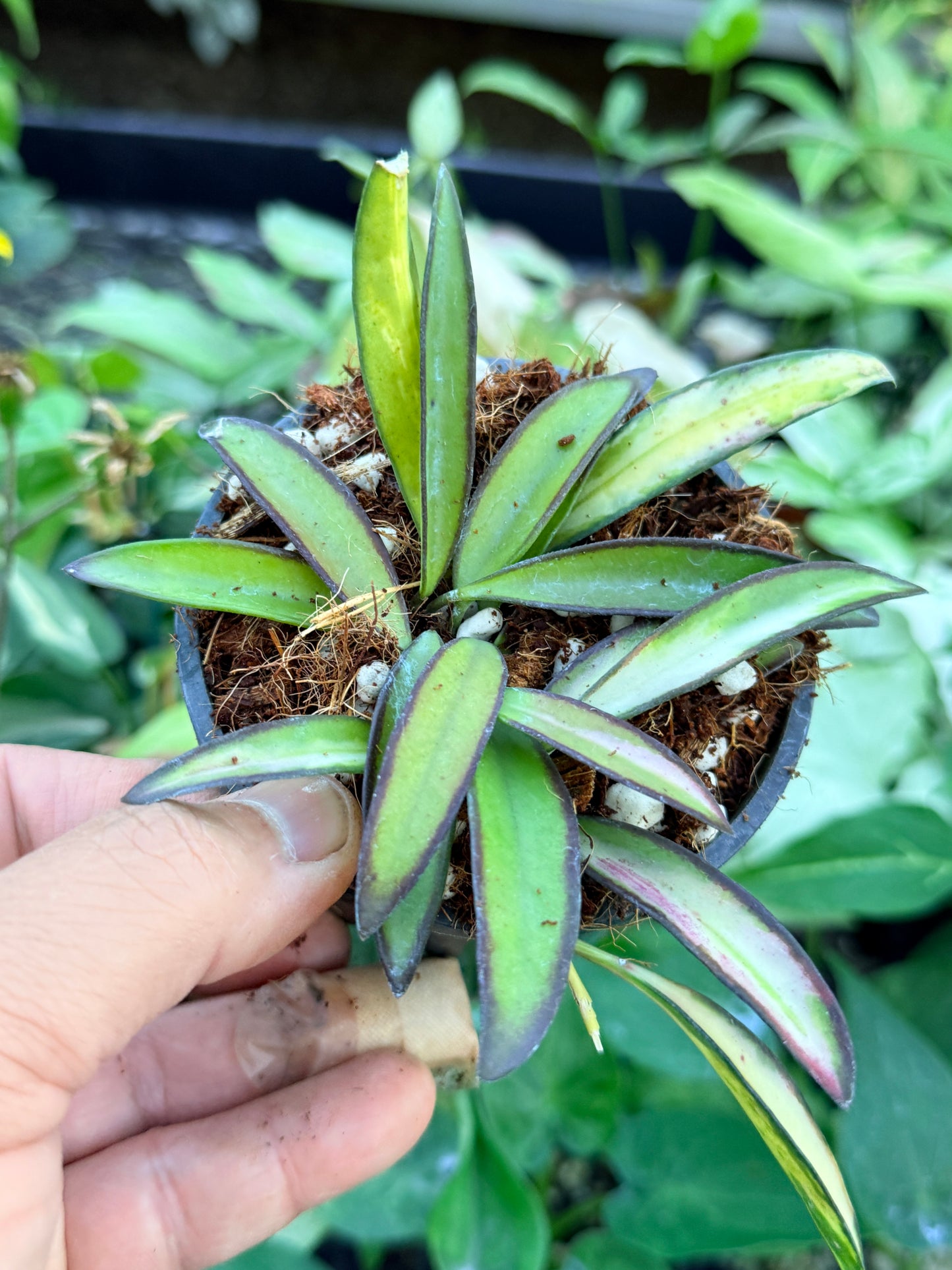 Hoya Wayetii Variegata M58