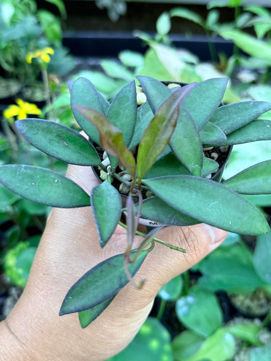 Hoya 'Rosita' M43