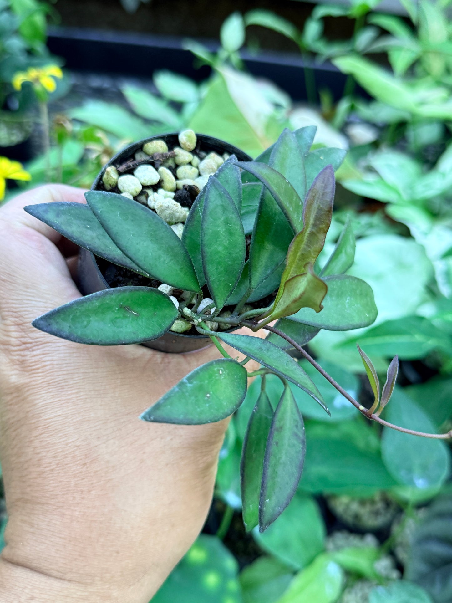 Hoya 'Rosita' M43