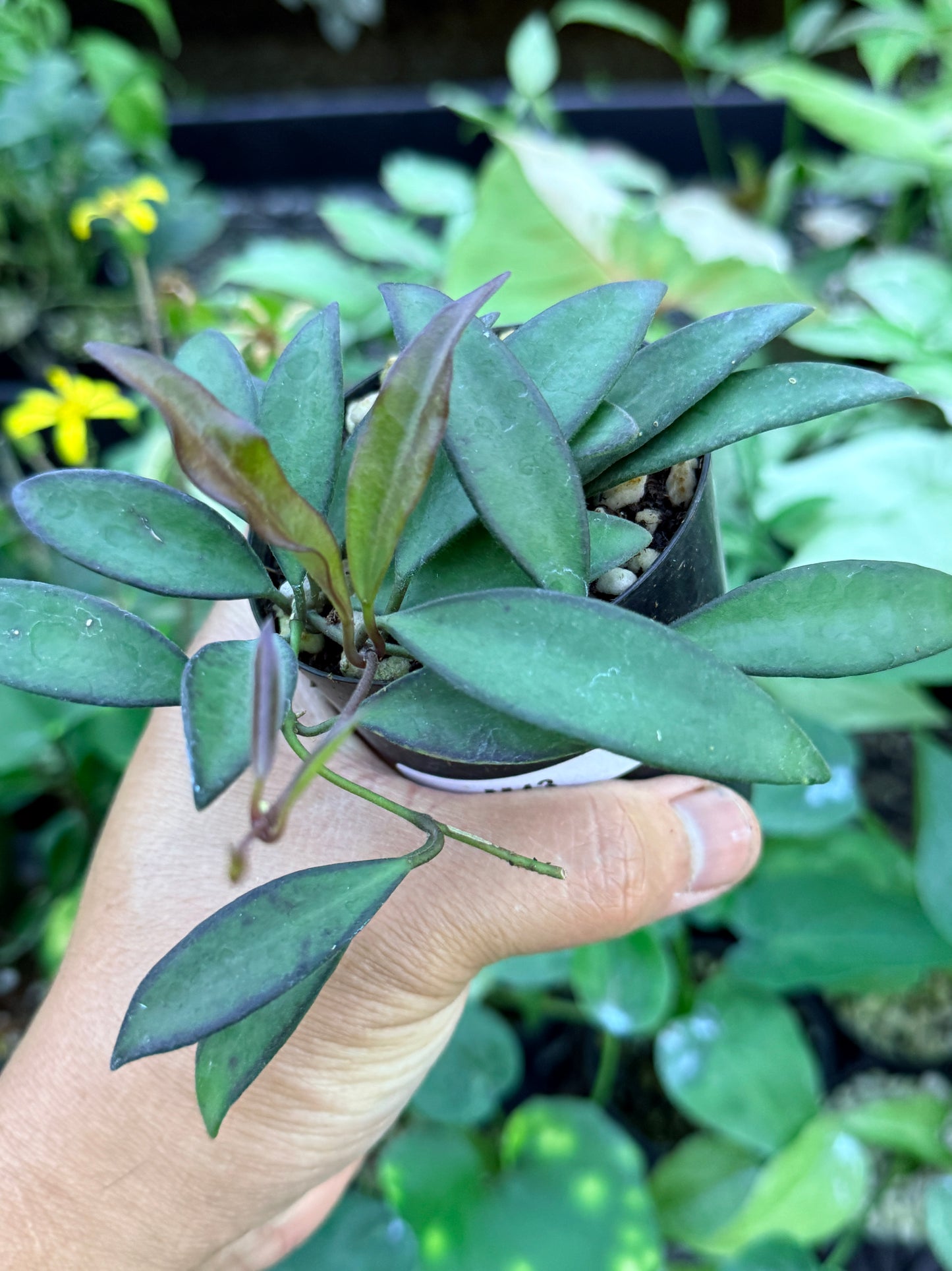Hoya 'Rosita' M43
