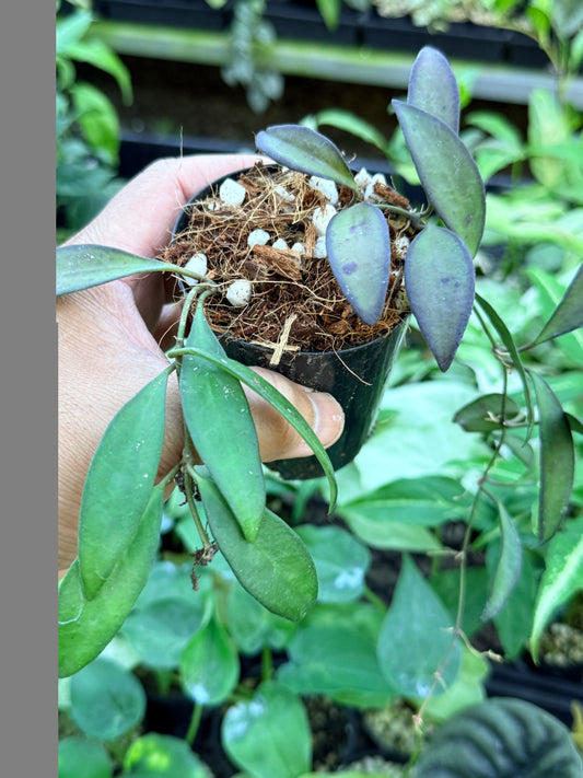 Hoya 'Rosita' M42