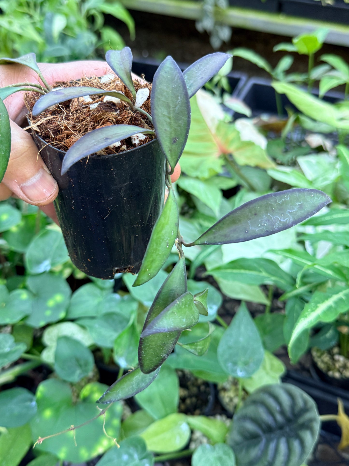 Hoya 'Rosita' M42