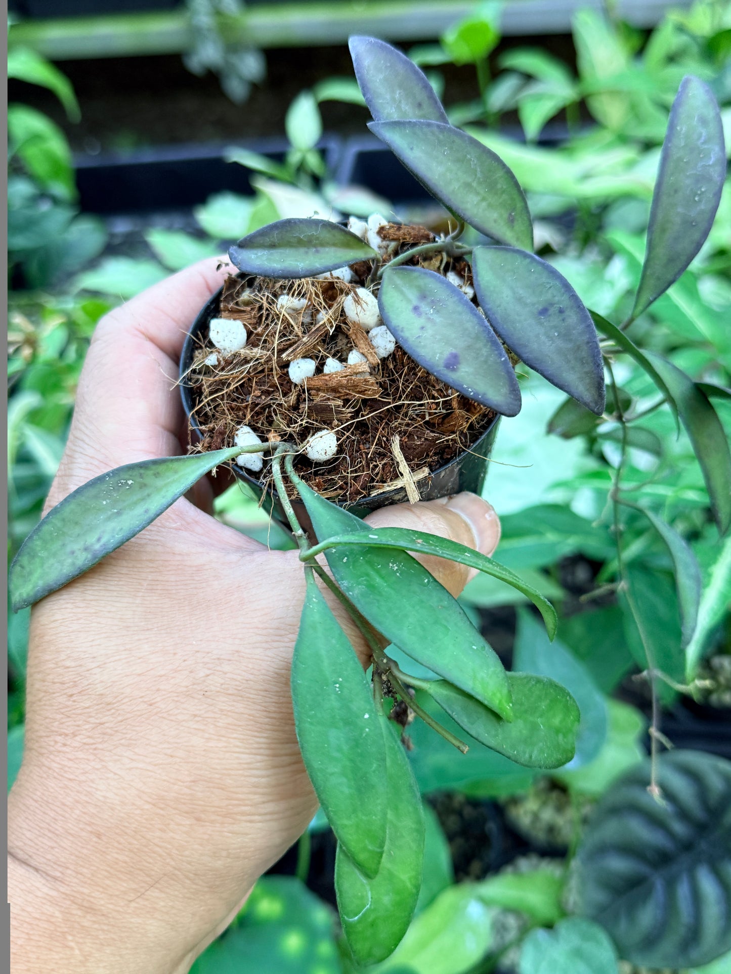 Hoya 'Rosita' M42