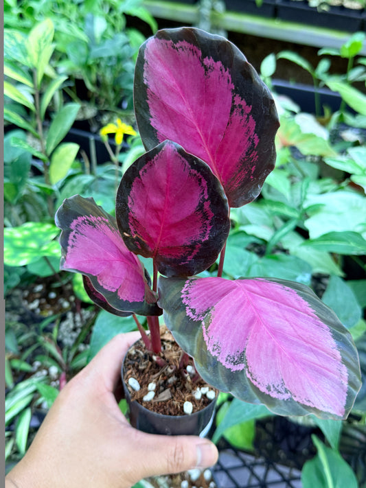 Calathea Rosepecta 'Pink Star' M38