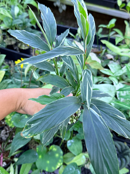 Alpinia vittata 'Variegated Striped Narrow Leaf Ginger' M46