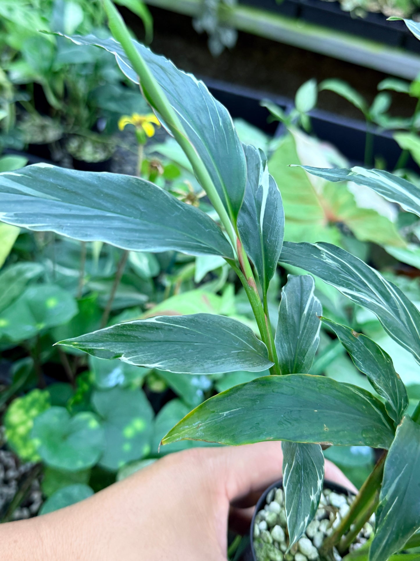 Alpinia vittata 'Variegated Striped Narrow Leaf Ginger' M46