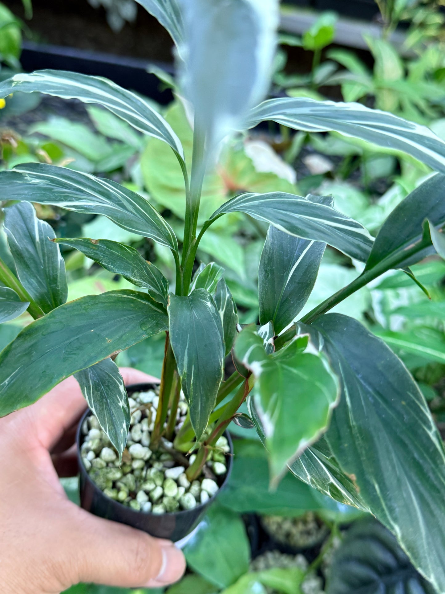 Alpinia vittata 'Variegated Striped Narrow Leaf Ginger' M46