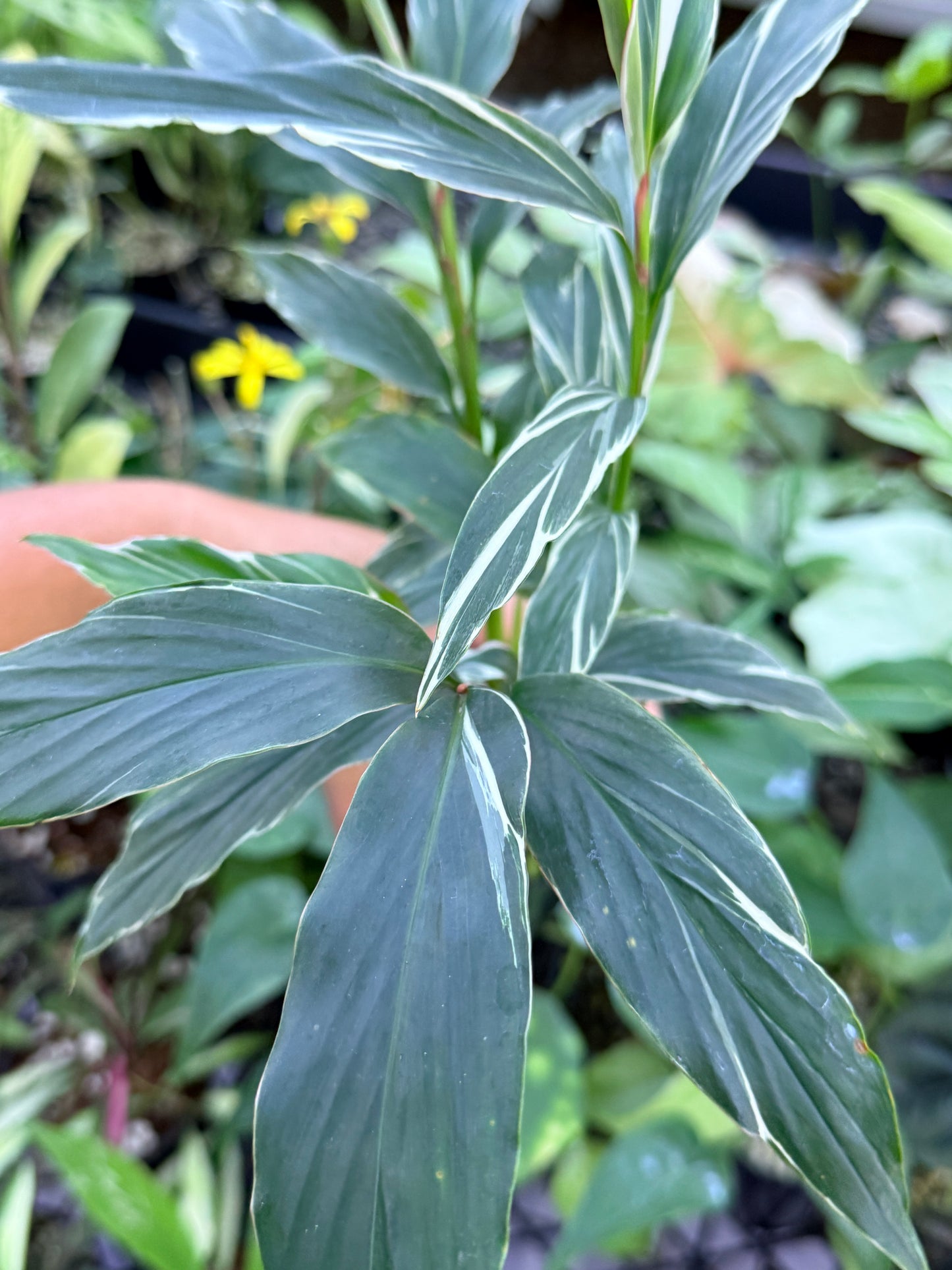 Alpinia vittata 'Variegated Striped Narrow Leaf Ginger' M46