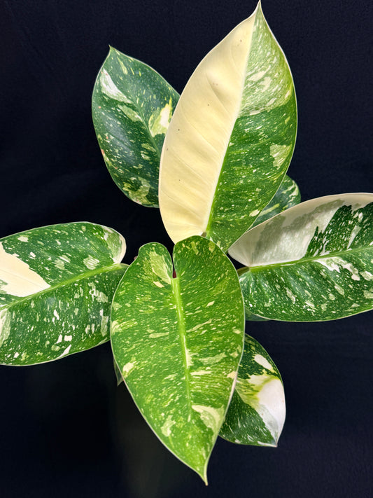 Philodendron Green Congo Nuclear (Large) Y2