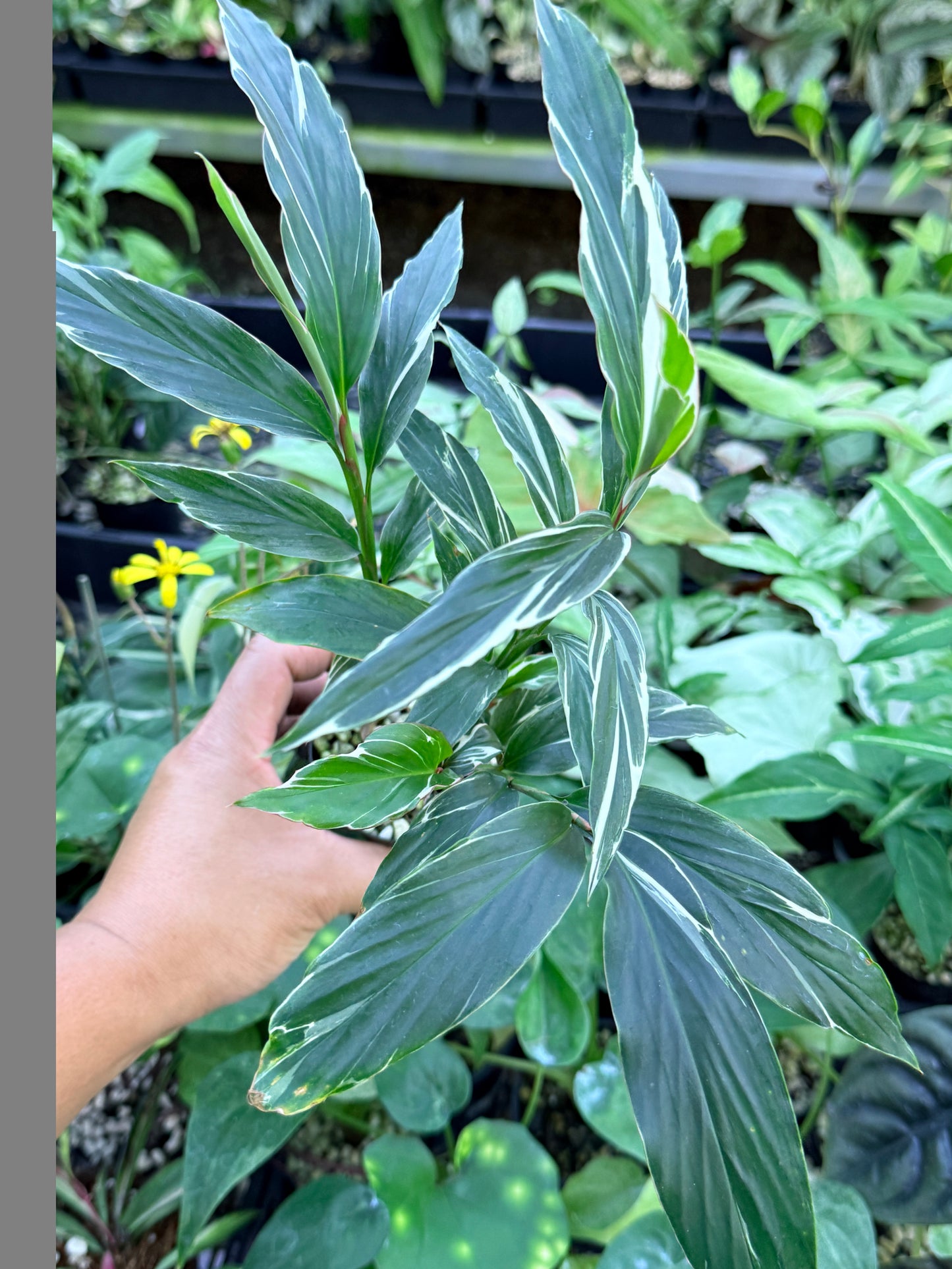 Alpinia vittata 'Variegated Striped Narrow Leaf Ginger' M46