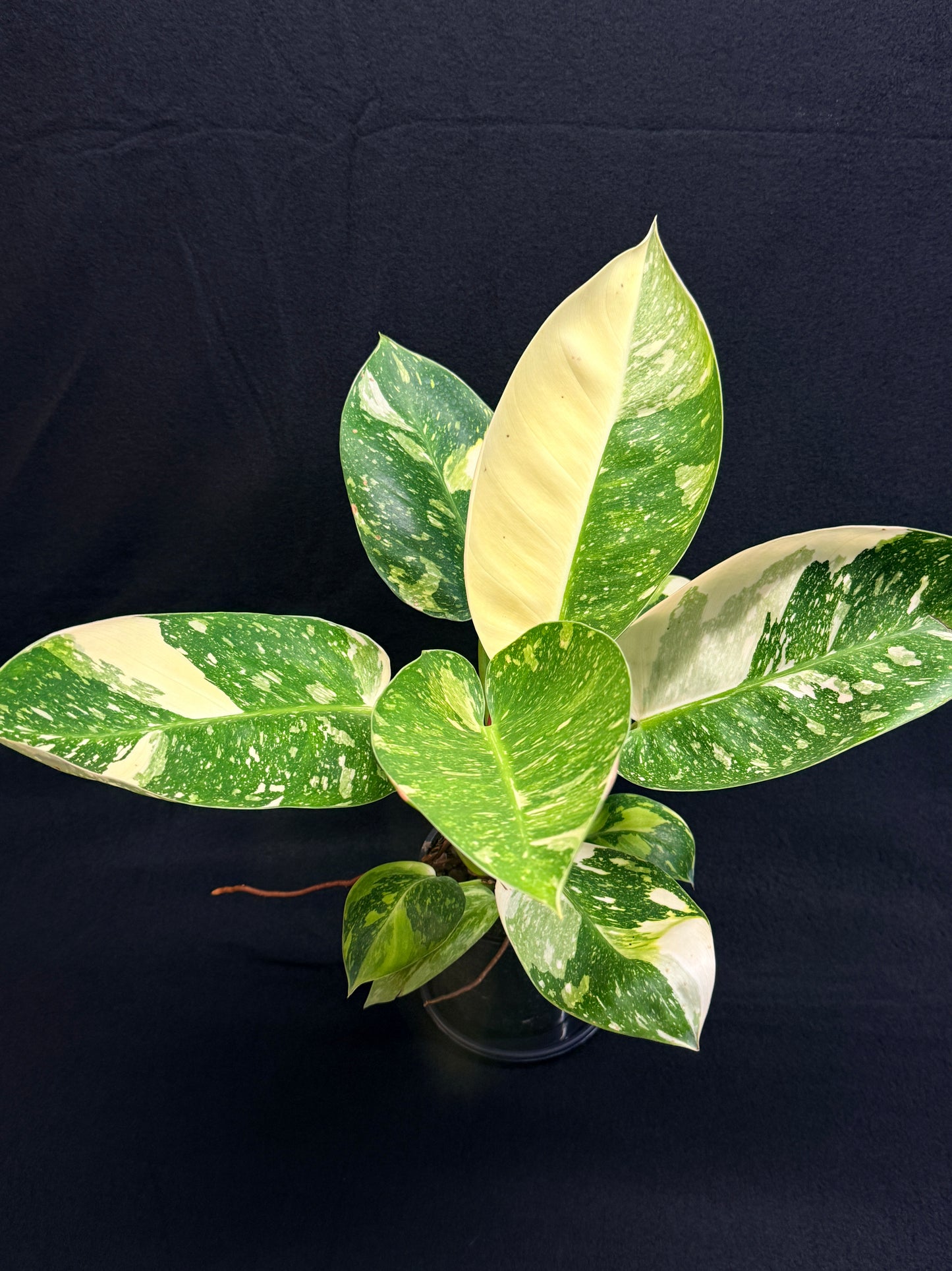 Philodendron Green Congo Nuclear (Large) Y2