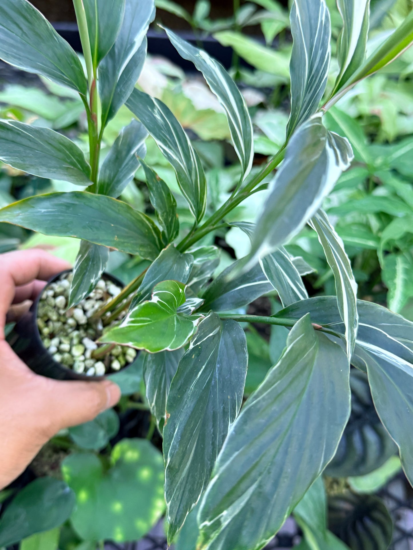 Alpinia vittata 'Variegated Striped Narrow Leaf Ginger' M46