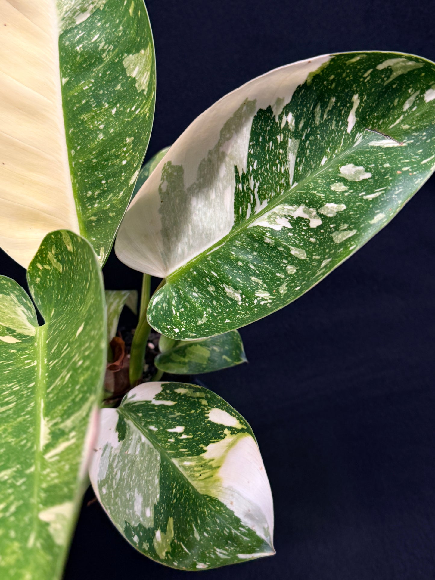 Philodendron Green Congo Nuclear (Large) Y2
