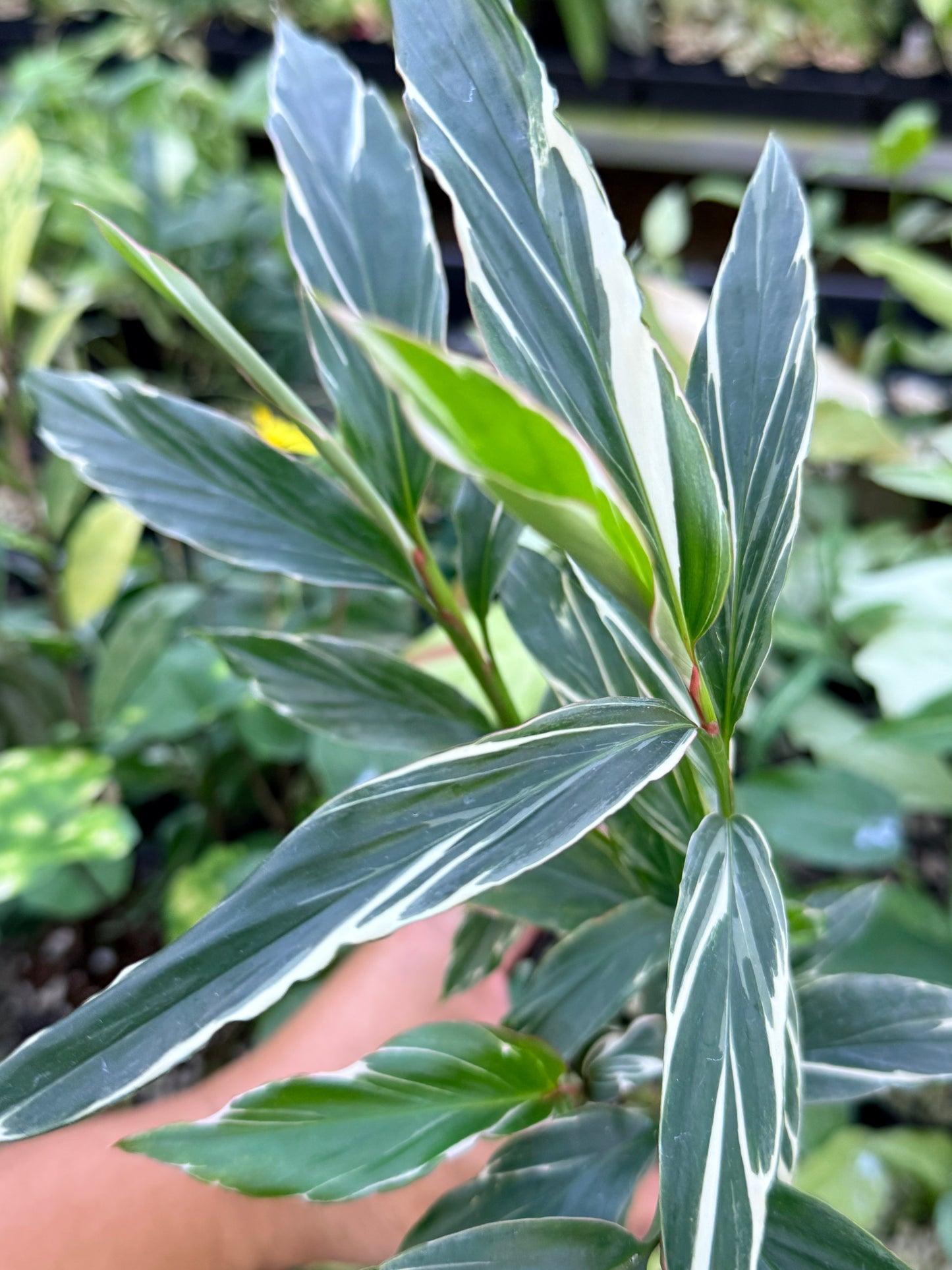 Alpinia vittata 'Variegated Striped Narrow Leaf Ginger' M46
